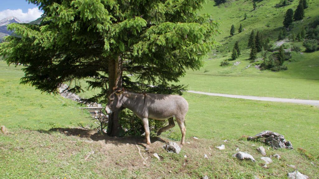 Dalaaser Staffel Esel