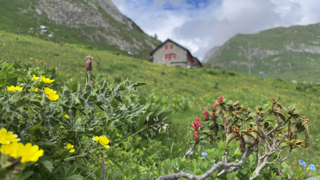 Die ersten Blumen blühen schon